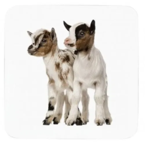 Mars & More glasonderzetter Dwerggeit